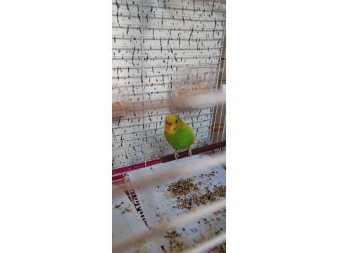 Jumbo muhabbet kuşu takım