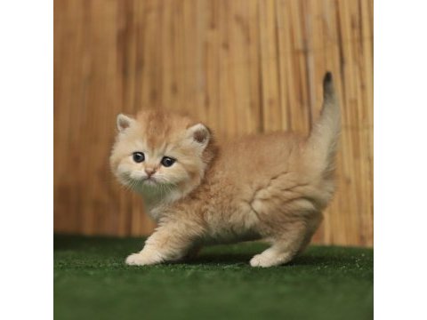 Anne baba şecereli safkan british shorthair erkek ve dişi