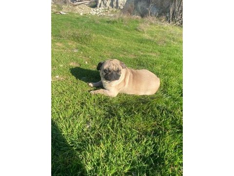 2.5 yaşında sağlıklı bir dişi pug köpeği