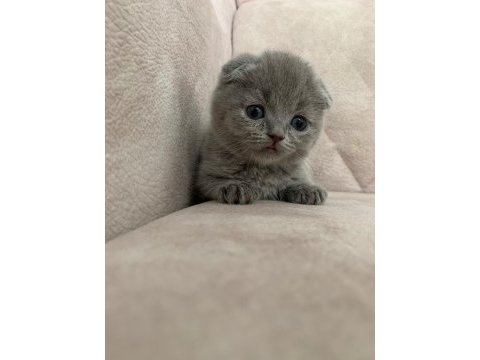 Ayı surat top kafa sıfır kulak erkek scottish fold