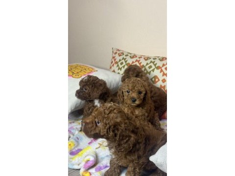 Tea cup toy poodle