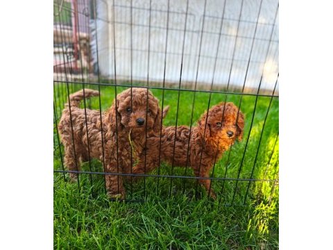 Toy poodle yavrularımız