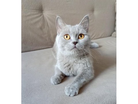 4 yaşında british shorthair dişi kısır kediler