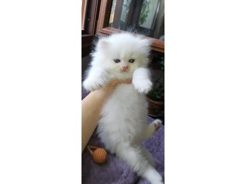 Safkan british longhair yavrular