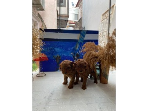 Toy poodle yavruları