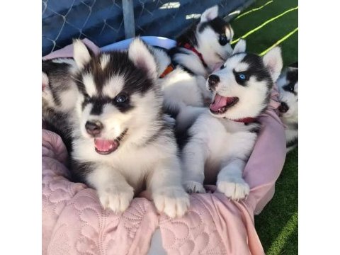 Show kalite husky (sibirya kurdu) yavrular