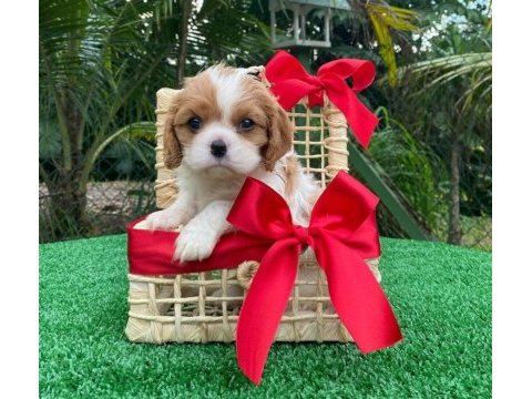 Safkan cavalier king charles yavruları mevcut