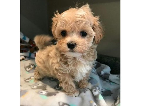 Ruhsatlı işletmeden garantili mini bebek yüzlü maltipoo