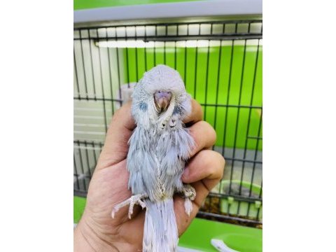 Show jumbo muhabbet kuşu