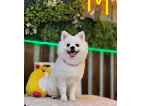 Pomeranian bebeğimiz