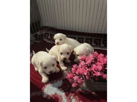 Kucuk tatlı mınık köpekler