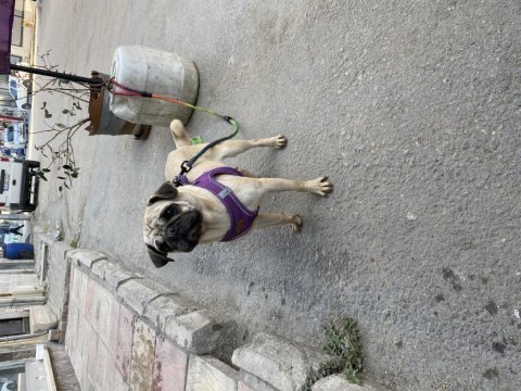 Kızana yakın 2 yaşında çipli kimlikli dişi pug