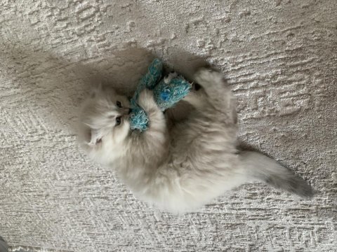 Yeni yuvasını bekleyen bir minik