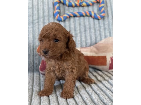 Eşsiz güzellikte toy poodle yavrumuz