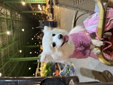 Pomeranian tilki surat