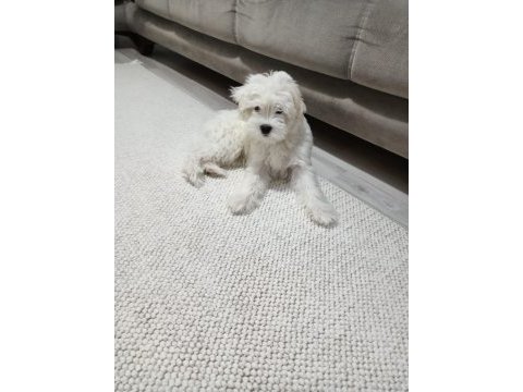 Maltese - malta terrier 3 aylık