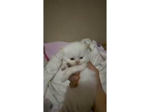 50 günlük british shorthair yavrularımız