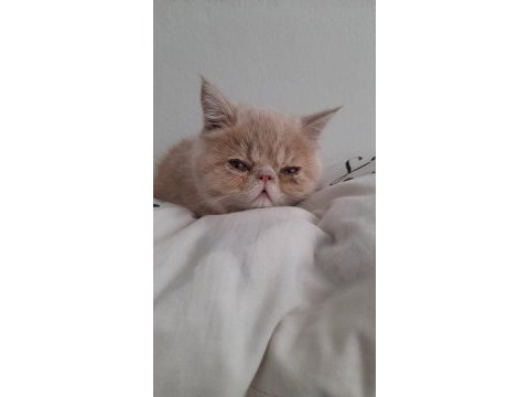 5 aylık son yavru exotic shorthair