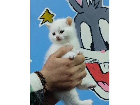 British shorthair ve scottish fold yavru köpeklerimiz