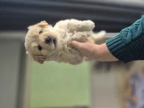 Maltipoo yavrum 55 günlük