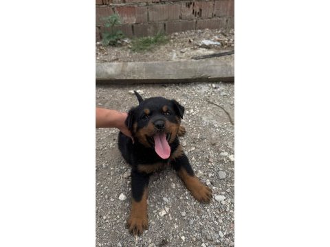 Rottweiler dişi yavru sakarya