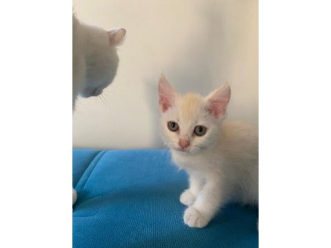1 yaşında anne ve kızımız british shorthair