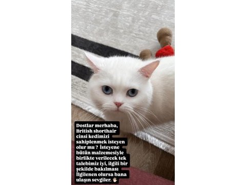 Kedim kaju yeni sahibini arıyor