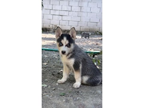 Yakışıklı ve güzel husky köpekler