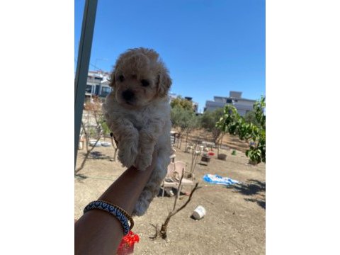 Çok tatlı maltipoo yavrularımız