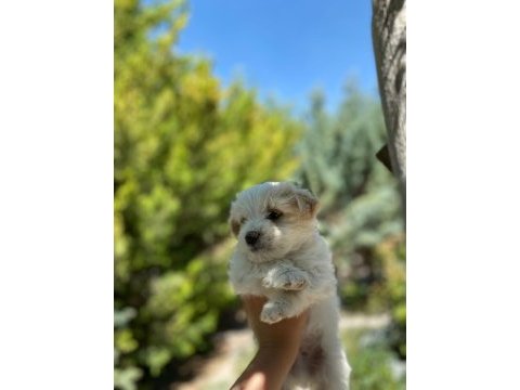 2 aylık malta terrier cinsi 0 numara