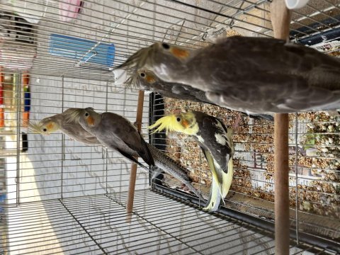 Bebek sultan papağanları