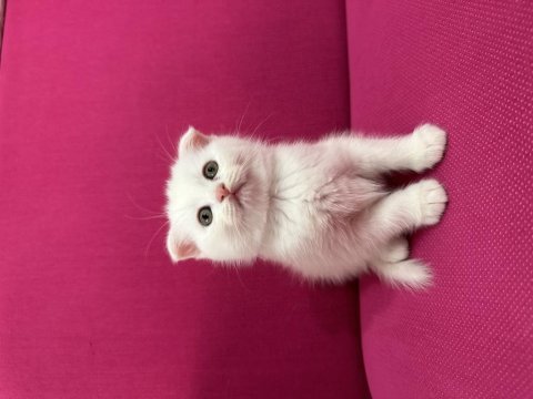 2 adet beyaz scottish fold 40 günlük