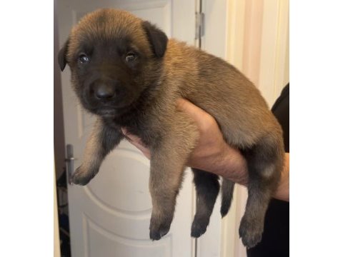 Safkan ırk garantili malinois köpekler