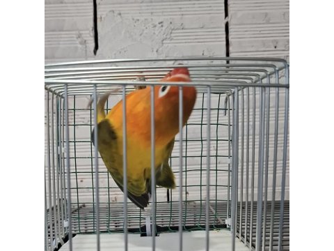 Cennet sevda takımlar yavru yetişkin