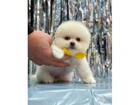 Pomeranian boo yavrularımız