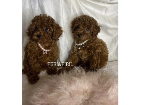 Kilo ve sağlık garantili poodle yavrular