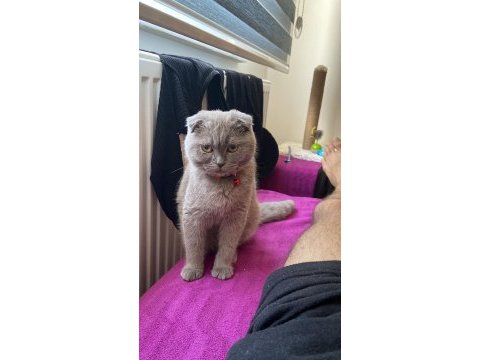 1 yaşında scottish fold eş ilanı