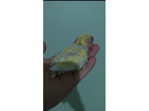 El besleme lutino sevda papağanı