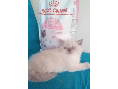 İran chinchilla ve iran persian