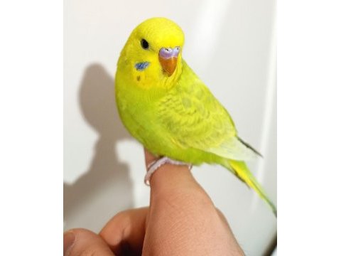 Muhabet kuşu için açıklamalari okuyunuz