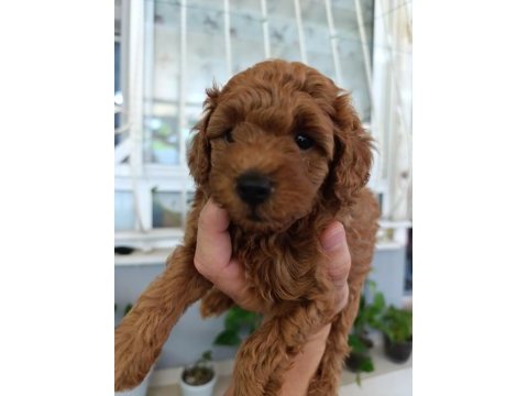 Toy poodle yavrularımız ömürlük aileleri bekliyor