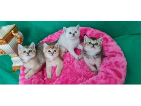 British shorthair çok oyuncu evcilmen yavrular