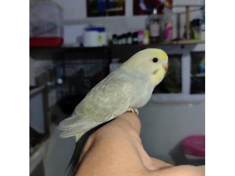 Bebek muhabbet kuşları