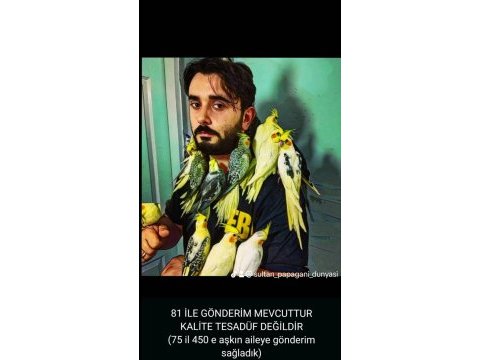 Eğitimli yavru sultan papağanları