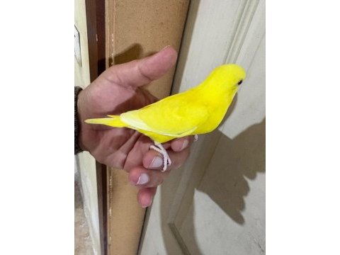 30 günlük lutino bebek muhabbet kuşu