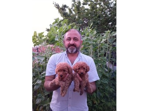 Mini boy poodle yavrularımız ırk garantili teslim