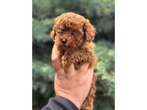 Wc eğitimli  toy poodle yavruları