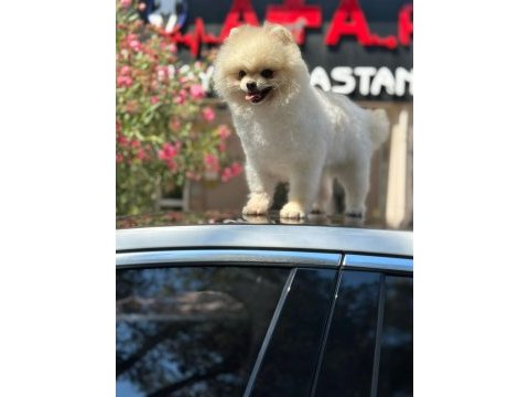Orjinal şecereli pomeranian boo