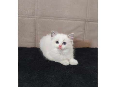 Peri masalı ragdoll yavrularım