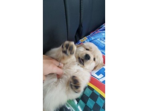 Sarı şeker golden retriever yavrular